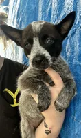 Blue female 3 , a female Australian Cattle Dog for sale in Williston, FL – Photo 2 of 5