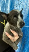 Blue female 3 , a female Australian Cattle Dog for sale in Williston, FL – Photo 5 of 5