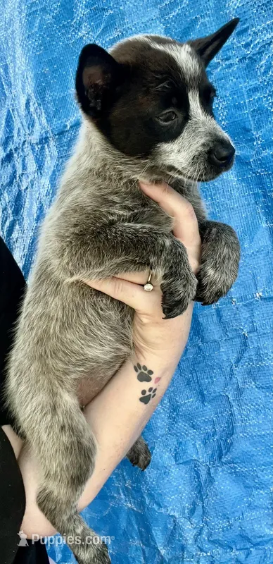 Blue female 3  – Australian Cattle Dog puppy for sale in Williston, FL