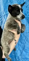 Blue female 3 , a female Australian Cattle Dog for sale in Williston, FL – Photo 1 of 5