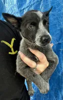 Blue female 3 , a female Australian Cattle Dog for sale in Williston, FL – Photo 4 of 5