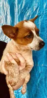 Red female , a female Australian Cattle Dog for sale in Williston, FL – Photo 2 of 3