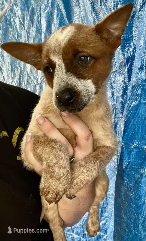 Red female  – Australian Cattle Dog puppy for sale in Williston, FL