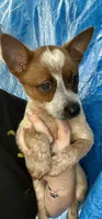 Red female , a female Australian Cattle Dog for sale in Williston, FL – Photo 3 of 3