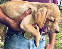 Lab puppy yellow male , a male Labrador Retriever for sale in Williston, FL – 6 of 6