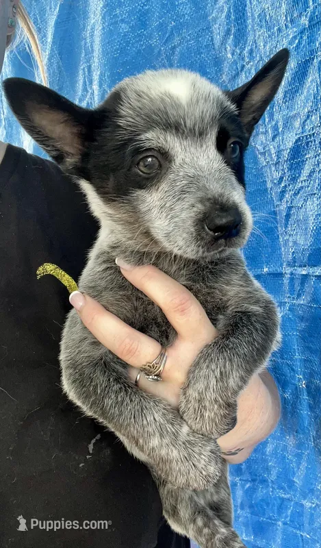 Blue female  – Australian Cattle Dog puppy for sale in Williston, FL