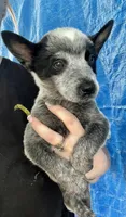 Blue female , a female Australian Cattle Dog for sale in Williston, FL – Photo 1 of 2