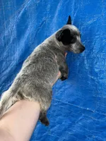 Blue female , a female Australian Cattle Dog for sale in Williston, FL – Photo 2 of 2