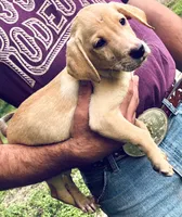 Lab puppy yellow male , a male Labrador Retriever for sale in Williston, FL – 1 of 6