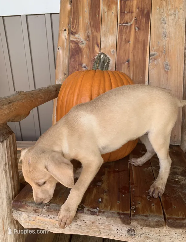 Yellow lab male  – Labrador Retriever puppy for sale in Williston, FL