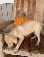 Yellow lab male , a male Labrador Retriever for sale in Williston, FL – 1 of 1