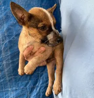 Red Heeler , a male Australian Cattle Dog for sale in Williston, FL – 2 of 3