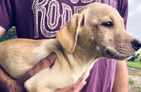 Lab puppy yellow male , a male Labrador Retriever for sale in Williston, FL – 2 of 6