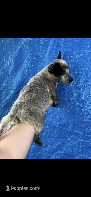 Blue Heeler male  – Australian Cattle Dog puppy for sale in Williston, FL