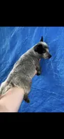 Blue Heeler male , a male Australian Cattle Dog for sale in Williston, FL – 1 of 2