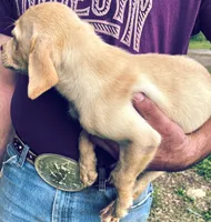 Labrador retriever puppy dudley nose , a male Labrador Retriever for sale in Williston, FL – 3 of 5
