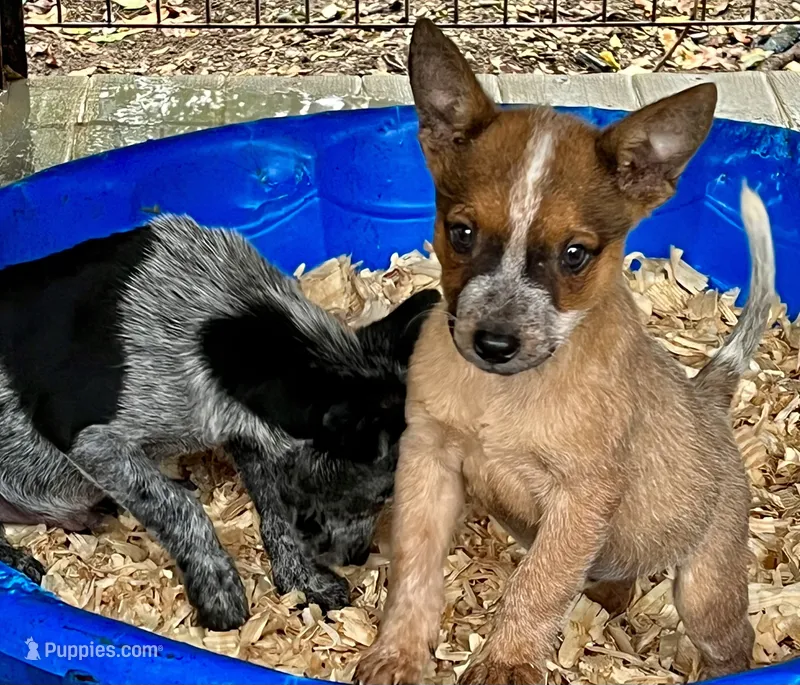 Red Heeler , a male Australian Cattle Dog for sale in Williston, FL – 1 of 3