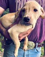 Lab puppy yellow male , a male Labrador Retriever for sale in Williston, FL – 3 of 6