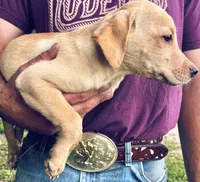 Lab puppy yellow male , a male Labrador Retriever for sale in Williston, FL – 5 of 6