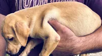 Lab puppy yellow male , a male Labrador Retriever for sale in Williston, FL – 4 of 6