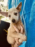 Red male Heeler , a male Australian Cattle Dog for sale in Williston, FL – 2 of 2
