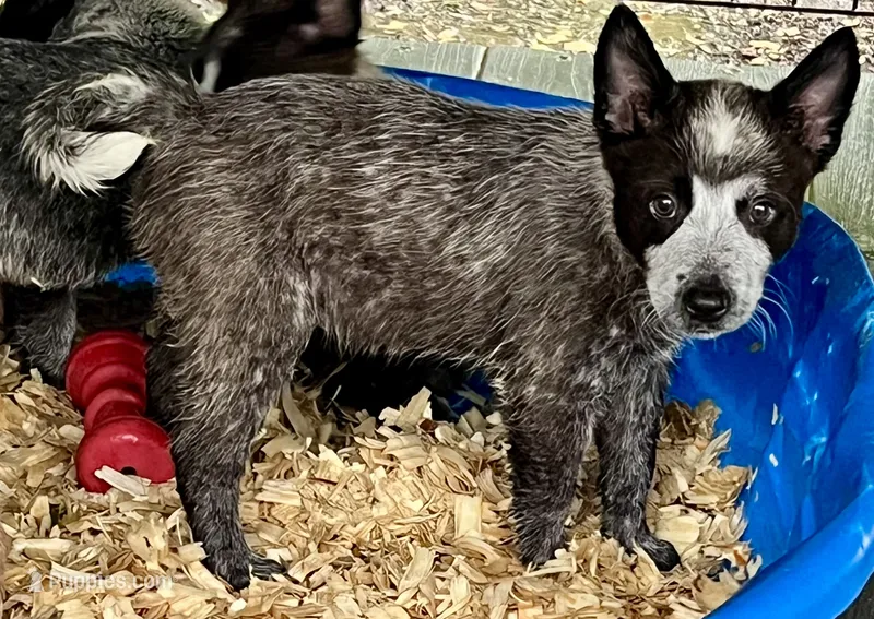 Blue Heeler double mask female  – Australian Cattle Dog puppy for sale in Williston, FL