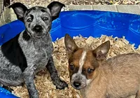 Blue Heeler , a male Australian Cattle Dog for sale in Williston, FL – 2 of 2