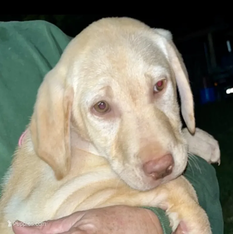 Yellow lab female  – Labrador Retriever puppy for sale in Williston, FL