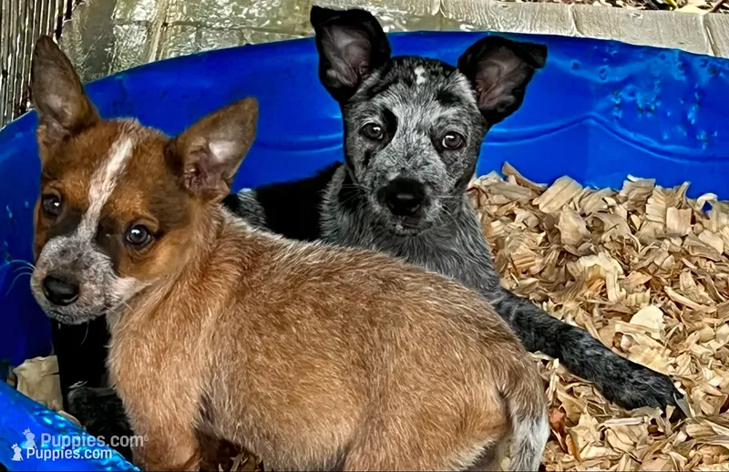 Blue Heeler , a male Australian Cattle Dog for sale in Williston, FL – 1 of 2