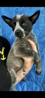 Blue Heeler double mask female , a female Australian Cattle Dog for sale in Williston, FL – 2 of 2