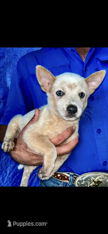 Red male Heeler  – Australian Cattle Dog puppy for sale in Williston, FL