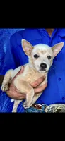 Red male Heeler , a male Australian Cattle Dog for sale in Williston, FL – 1 of 2