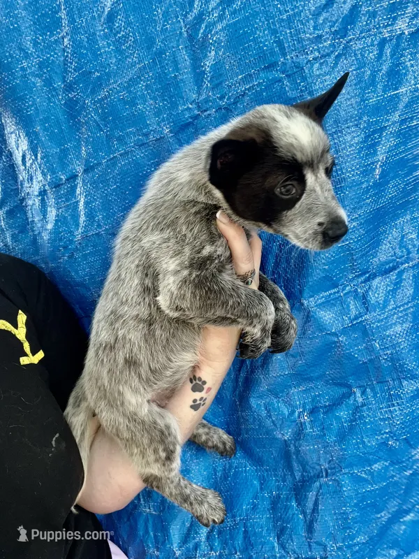 Blue Heeler female  – Australian Cattle Dog puppy for sale in Williston, FL