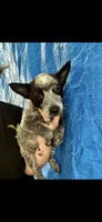 Blue Heeler male , a male Australian Cattle Dog for sale in Williston, FL – 2 of 2