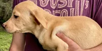 Labrador retriever puppy dudley nose , a male Labrador Retriever for sale in Williston, FL – 4 of 5