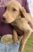 Labrador retriever puppy dudley nose , a male Labrador Retriever for sale in Williston, FL – 1 of 5