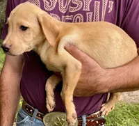 Labrador retriever puppy dudley nose , a male Labrador Retriever for sale in Williston, FL – 5 of 5