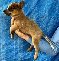 Red Heeler , a male Australian Cattle Dog for sale in Williston, FL – 3 of 3