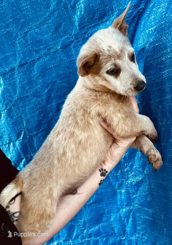 Red male  – Australian Cattle Dog puppy for sale in Williston, FL
