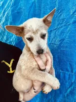 Red male , a male Australian Cattle Dog for sale in Williston, FL – Photo 3 of 4