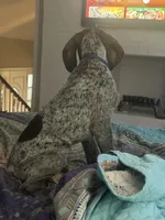 Zeus, a male German Shorthaired Pointer for sale in Stone Mountain, GA – 8 of 10