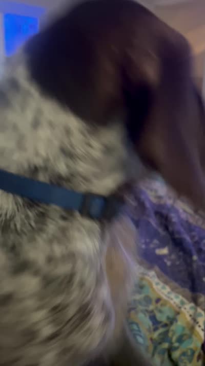 Zeus, a male German Shorthaired Pointer for sale in Stone Mountain, GA – 5 of 10