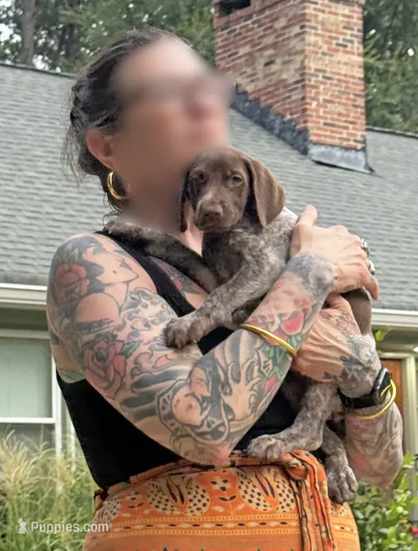 Ares – German Shorthaired Pointer puppy for sale in Stone Mountain, GA