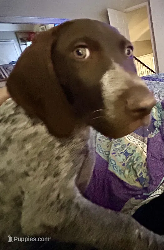 Zeus – German Shorthaired Pointer puppy for sale in Stone Mountain, GA