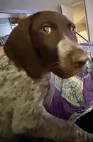 Zeus, a male German Shorthaired Pointer for sale in Stone Mountain, GA – 1 of 10