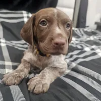 Poseidon, a male German Shorthaired Pointer for sale in Stone Mountain, GA – 1 of 4