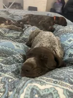 Zeus, a male German Shorthaired Pointer for sale in Stone Mountain, GA – 4 of 10