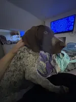 Zeus, a male German Shorthaired Pointer for sale in Stone Mountain, GA – 2 of 10