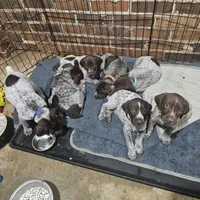 Persephone, a female German Shorthaired Pointer for sale in Stone Mountain, GA – 4 of 4