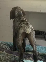 Zeus, a male German Shorthaired Pointer for sale in Stone Mountain, GA – 6 of 10